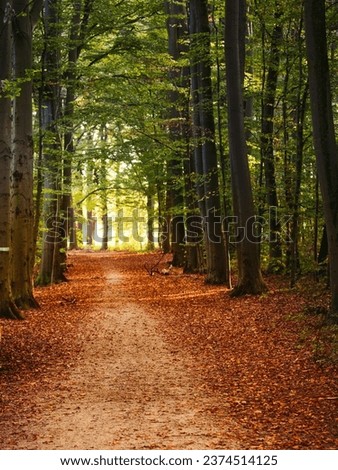 Scenic view of bright orange trees growing in autumn forest near narrow path Royalty-Free Stock Photo #2374514125
