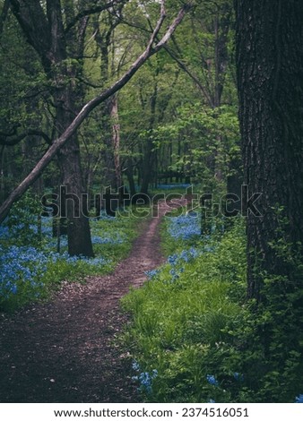 Mysterious path full of roots in the middle of wooden coniferous forest, surrounded by green bushes and leaves. Forest trail scene. Woodland path