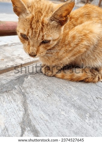 a cute little orange cat who is lonely