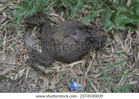 dried frog carrion on the ground
