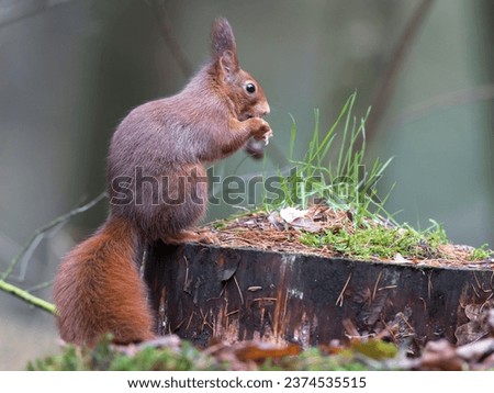 squirrel animal outdoor nature mammal