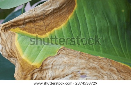 close up of a leaf..