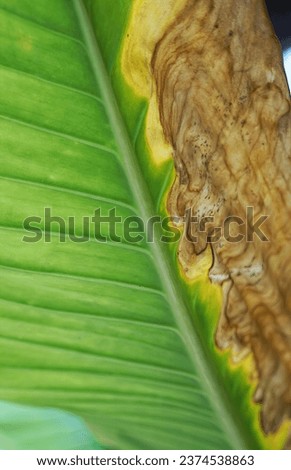 close up of a banana leaf..