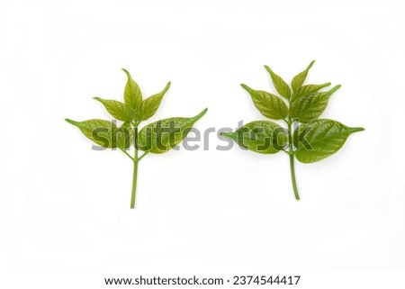 Tropical green leaves isolated on white background.
Set of tropical leaves isolated on beautiful white background. tropical exotic leaves.
