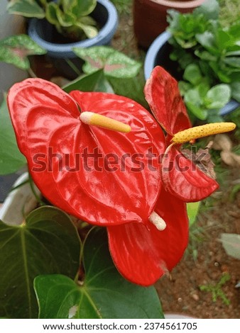 Anthurium Pictures, Images and Stock Photos
