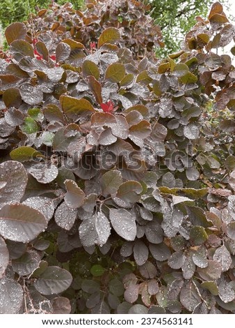 Cotinus 'Grace' (Smoke Bush) foliage after rain Royalty-Free Stock Photo #2374563141