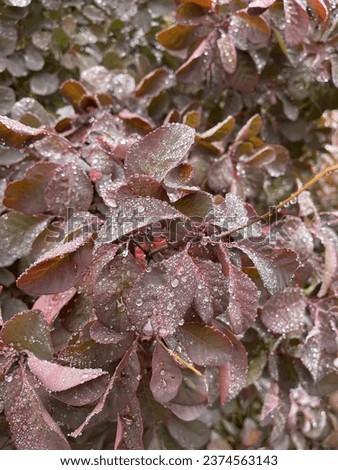 Cotinus 'Grace' (Smoke Bush) foliage after rain Royalty-Free Stock Photo #2374563143