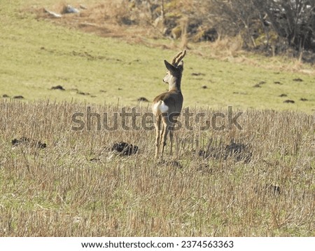 Beatiful roe deer looking back in a field