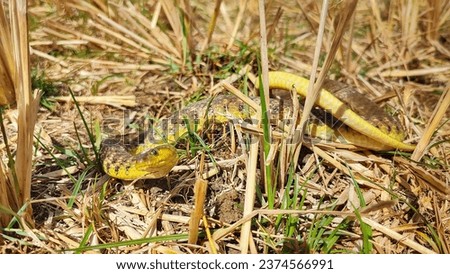 Different posan on water snake trying in camara 