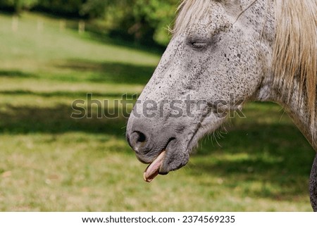 Black and White speckled horse with their tongue out
