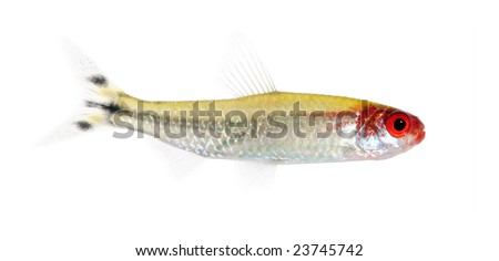 Hemigrammus bleheri fish in front of a white background