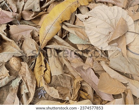 photo of dry leaves due to drought