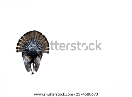 A male turkey, isolated on white, displays his full tail feathers while strutting away from the camera. Add a background and text for traditional or funny Thanksgiving Greetings and Fall content. Royalty-Free Stock Photo #2374580693