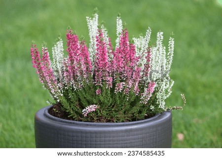 Sweden. Calluna vulgaris, common heather, ling, or simply heather, is the sole species in the genus Calluna in the flowering plant family Ericaceae.  