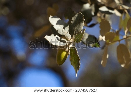 Acorn fruits on oak branch in forest. Close up acorn oak on green background. Early autumn, macro acorn start on fork leaves in natural oak forest.