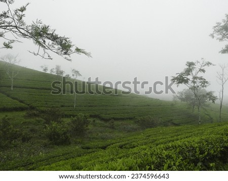 Pics from Kerala tourists places. wagamon, Kattikkayam water falls, tea estates etc.