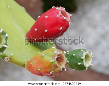 Colorful  Cactus Fruit  desert plant            Royalty-Free Stock Photo #2374602769