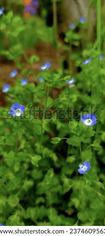 **Close-up of a baby blue eyes flower in green grass field** This radiant image captures the essence of spring and new beginnings. Perfect for illustrating articles about nature, photography.
