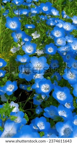 * **Close-up of a baby blue eyes flower** This radiant image captures the essence of spring and new beginnings. Perfect for illustrating articles about nature, photography, or special occasions.