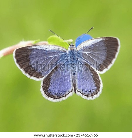 Silver-studded blue is a butterfly in the family Lycaenidae