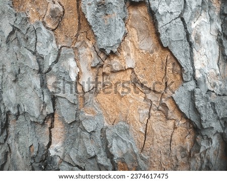 The bark of tree trunk