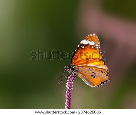 A Plain tiger on flower in garden