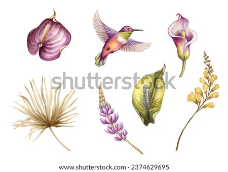 watercolor botanical illustration. Set of tropical floral design elements. Calla lily, flower, humming bird, palm leaf. Clip art collection isolated on white background