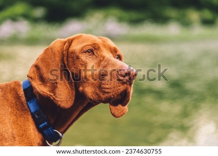 Purebred Hungarian Vizsla dog portrait in nature. Beautiful golden-rust colored Magyar Vizsla during summer walk in mountains, Hungarian pointer in collar close up photo on green blurred background.