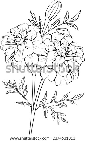 marigold bouquet drawings, free marigold printable coloring pages, marigold drawing color, marigold small tattoo, yellow flower line art, marigolds vector art, holy gold isolated images clip art