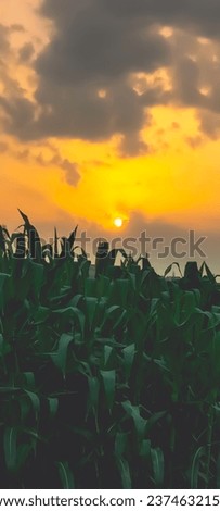 Green leaves of corn plant in field. Green Corn field in South Punjab Pakistan. Stalk natural green leaves against yellow sunset. Corn plants against cloudy sky. Agricultural concept. Vertical photo