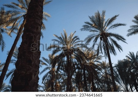 Palms on date palm plantation in Degache oasis town, Tozeur Governorate of Tunisia Royalty-Free Stock Photo #2374641665