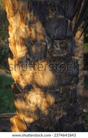 Close up on a trunk of date palm on plantation in Degache oasis town, Tozeur Governorate of Tunisia Royalty-Free Stock Photo #2374641843