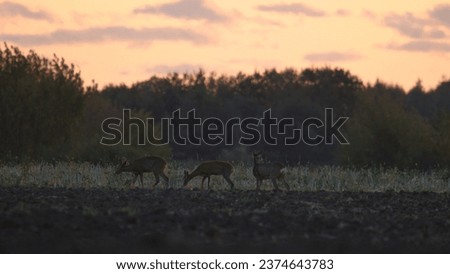 Roe deer at sunset. Capreolus capreolus. Majestic roe deer standing on the horizon at sunset. Beautiful colorful dramatic sky.
