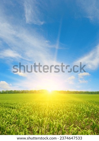 Sunrise over summer corn field. Agriculture background Royalty-Free Stock Photo #2374647533
