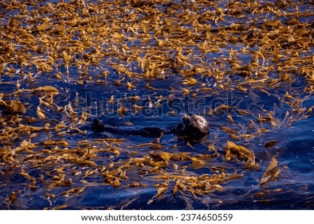 Lone Sea otter in a bed of kelp eating Royalty-Free Stock Photo #2374650559