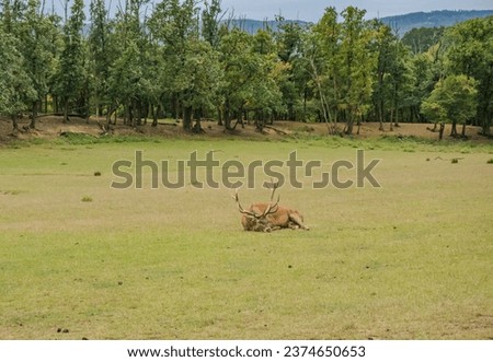 Picture of a deer lying down on the grass. Rests on an autumn day. Czech