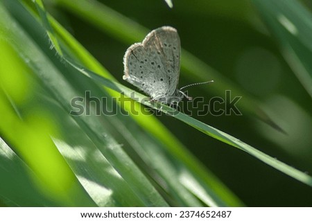 small butterfly hidden among the tall grass, its white color means that when seen in the sunlight, we see the beauty of this living being, as small as it is beautiful
