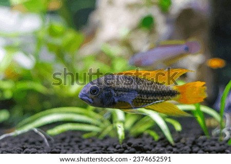 Cockatoo dwarf cichlid fish - Apistogramma cacatuoides Royalty-Free Stock Photo #2374652591