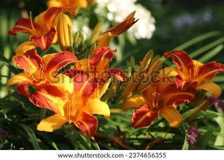 Yellow and red color flowers of daylily (Hemerocallis) Frans Hals in a summer garden. Royalty-Free Stock Photo #2374656355