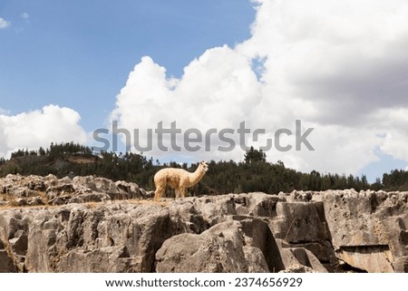 Alpaca walking in the mountains of Cusco Peru - Llama of the free andes