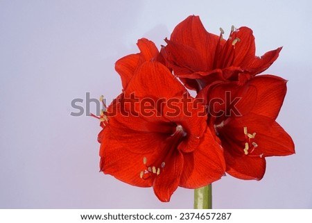 Beautiful background with red amaryllis; Amaryllis Belladonna
 Royalty-Free Stock Photo #2374657287