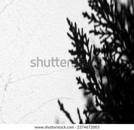 Black and white plant shadow - Minimalist plant silhouette photography - Abstract plant shadow art - Fine art botanical macro photography 