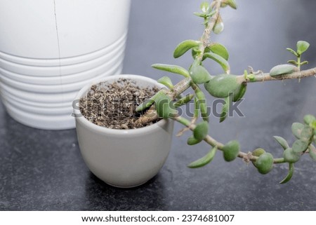 A picture of two plants, succulents, in pots that are too small. The plant is growing too fast and has broken the pot. Representing gardening and plant care. No people. High Quality image.
