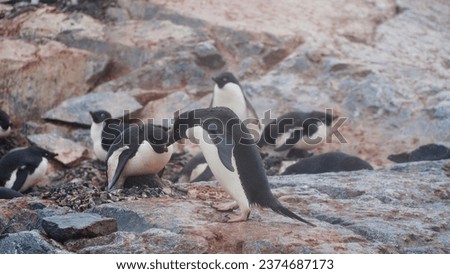 antarctic penguins, wildlife, on the rocky ocean shore