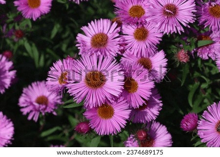 Sweden. Aster amellus, the European Michaelmas daisy, is a perennial herbaceous plant and the type species of the genus Aster and the family Asteraceae.  Royalty-Free Stock Photo #2374689175