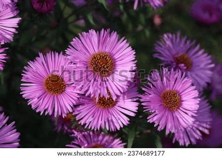 Sweden. Aster amellus, the European Michaelmas daisy, is a perennial herbaceous plant and the type species of the genus Aster and the family Asteraceae.  Royalty-Free Stock Photo #2374689177