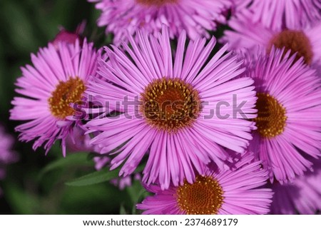 Sweden. Aster amellus, the European Michaelmas daisy, is a perennial herbaceous plant and the type species of the genus Aster and the family Asteraceae.  Royalty-Free Stock Photo #2374689179