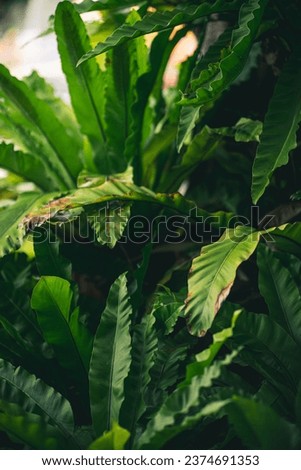 trees bamboo trees green leaves in tropical asia forest old Something might be a tree with large, bright green leaves. Others may be bamboo, which grows quickly and is used in many things, such as bui