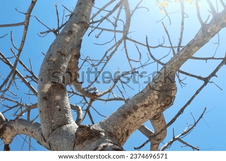 Beautiful Leafless Tree Against Clear Blue Sky Background During A Hot Summer Day