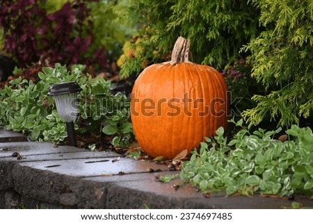 Bright orange pumpkin sitting on raised concrete border to a flower bed. The picture was taken on a rainy day so everything is wet and the greenery around the pumpkin pops. Great contrast.